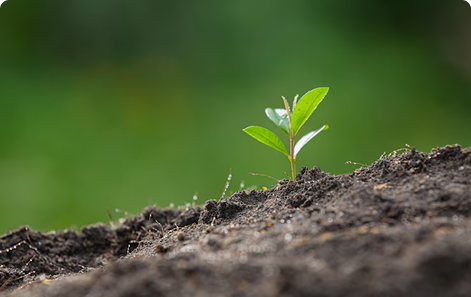 The Breath of a Billion Trees