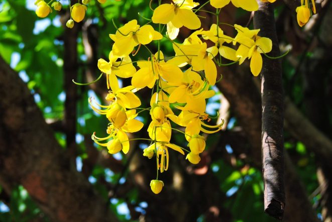 cassia-fistula-7951370_1280